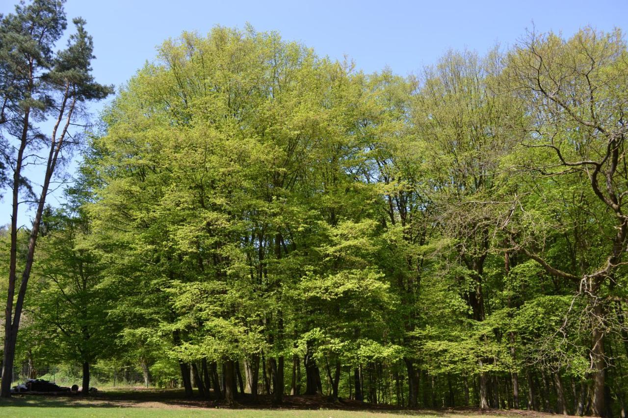 Zauber Der Pfalz Römerberg Extérieur photo